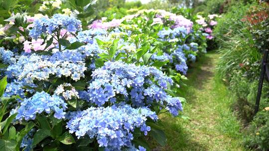 【精品】绣球花绣球花园公园景区景点