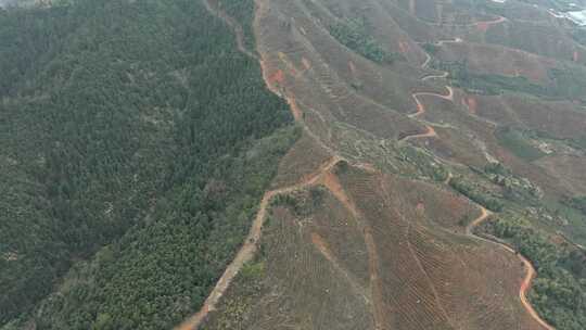 被改造成茶园茶山的山林山坡景色