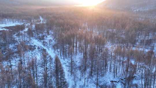 曙光照耀冻雾迷漫的林海雪原