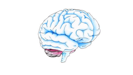 医学 大脑 脑科学 三维 脑ct1 模型