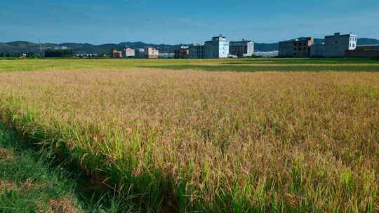 乡村振兴粮食安全丰收水稻田背景