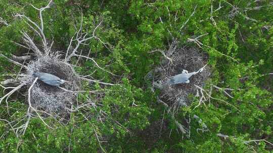 苍鹭繁殖的季节