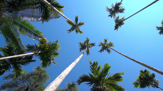 椰树下仰拍蓝天
