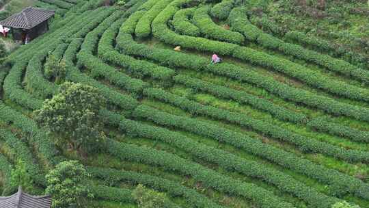 仙人山景区布央茶山航拍