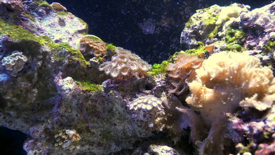 海葵和唐鱼海底生活视频素材模板下载