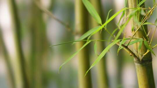 竹林  竹子  竹叶  绿色  阳光  植物