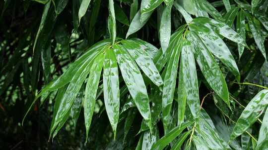 竹叶雨水下雨雨滴