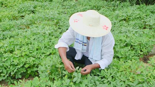 花生种植