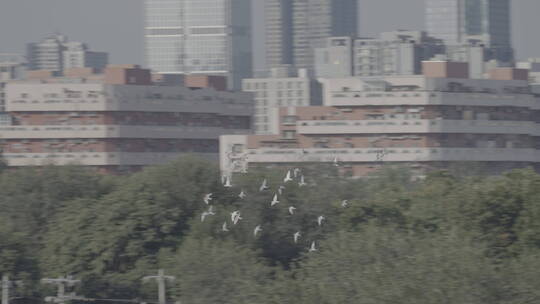 城市高空飞翔的鸽子 北京鸽子