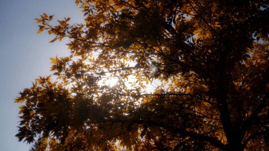 阳光穿过树叶