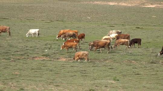 一群在草地上吃草的奶牛