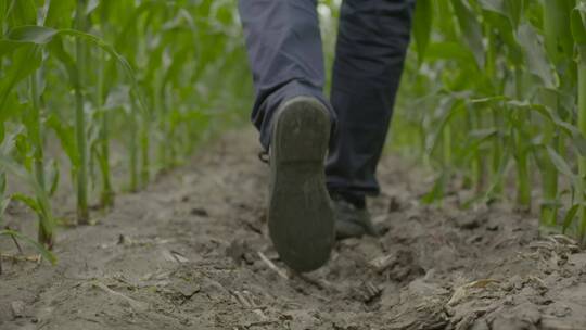 男子玉米地行走脚步农艺师农学家行走背影