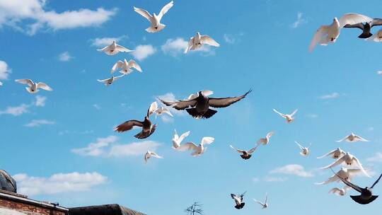 国庆大气蓝天白云白鸽和平鸽飞翔视频素材