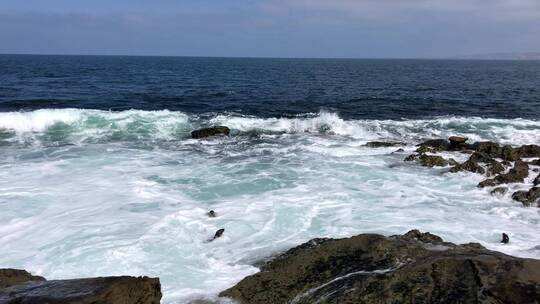 圣地亚哥的海滩海豹及海浪视频素材模板下载