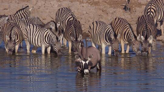斑马和大羚羊在喝水