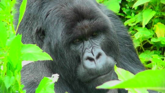 一只大猩猩坐在卢旺达雨林的绿色植物中