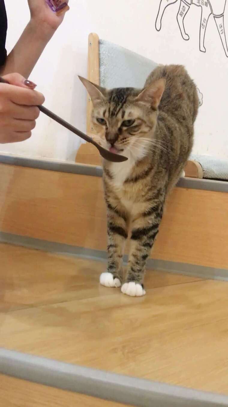 美女喂猫猫吃猫条