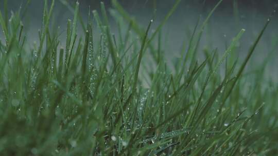 草地下雨 雨落在草地上 自然 灌溉