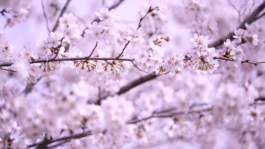 春日樱花