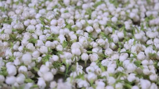 升格慢动作微距特写茉莉花与茉莉花茶制作