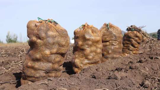 田地里袋装土豆丰收景象