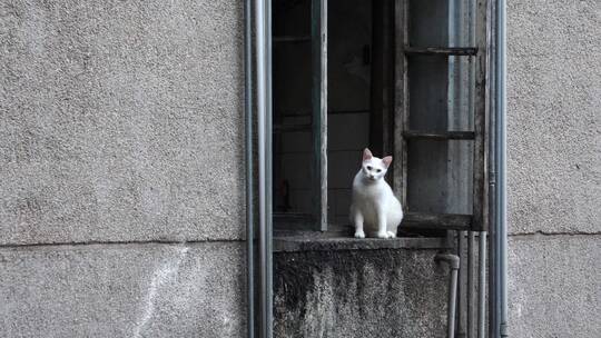 老旧小区窗户上一只猫