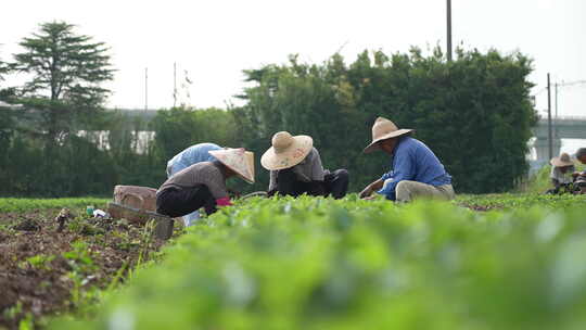 农民田间劳动种植蔬菜蔬菜大棚里的蔬菜草莓