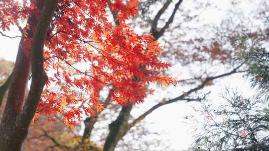 秋天红色枫叶树林树木自然风景霜降深秋秋分