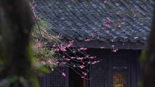 杭州西湖都锦生故居梅花风景