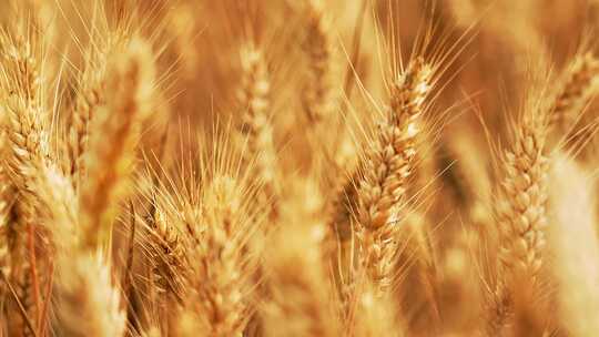 麦子穗尖麦子小麦金色麦浪麦香丰收