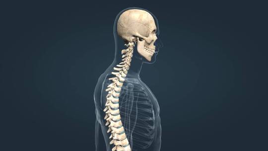关节运动 头部运动 颈部 医学 三维动画