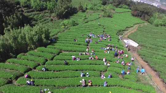 采茶节人群采茶茶山航拍