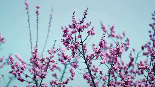 春天鲜花盛开勃勃生机画面