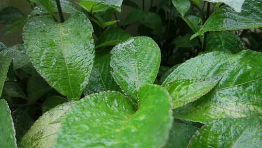 雨后植物叶片上的水珠