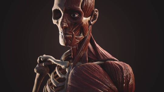 人体的肌肉和骨骼系统