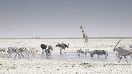 草原上的长颈鹿和斑马视频素材模板下载