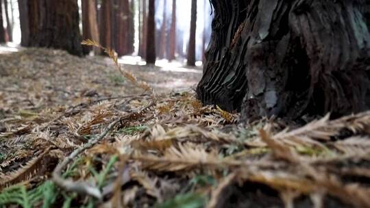 秋天森林镜头视频素材模板下载