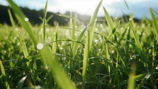 夏天夏至草地露珠清新自然微距视频