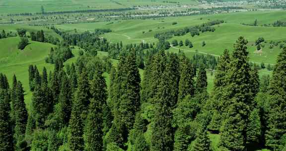 4K实拍新疆大草原壮观的景色