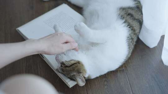 猫咪陪伴女孩窗边看书，落地窗窗帘飘动