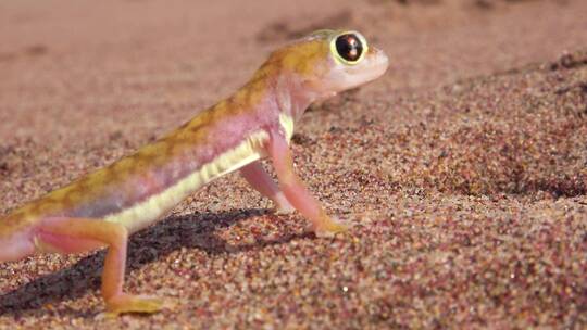 一只可爱的纳米比亚沙漠壁虎蜥蜴