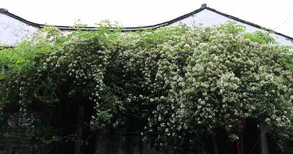 春天春雨清晨唯美慢生活古街苏州平江路