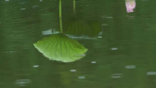 雨天荷塘