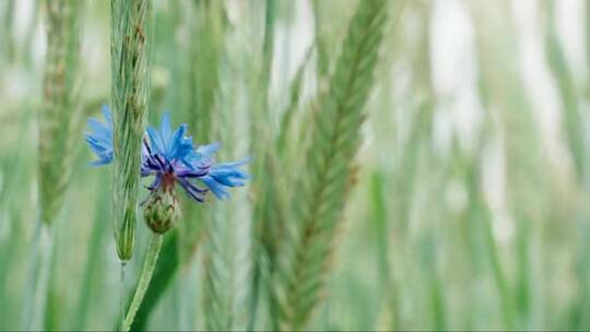 随风摇曳的麦穗和蓝色小花