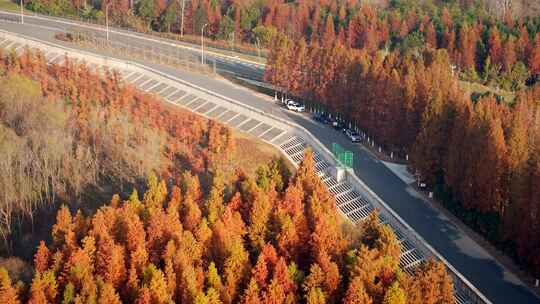 上海崇明西沙国家湿地公园崇西公路