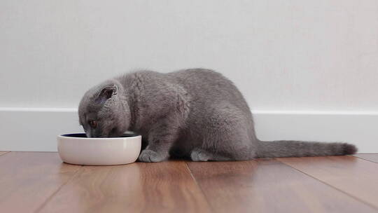 宠物猫咪在吃饭