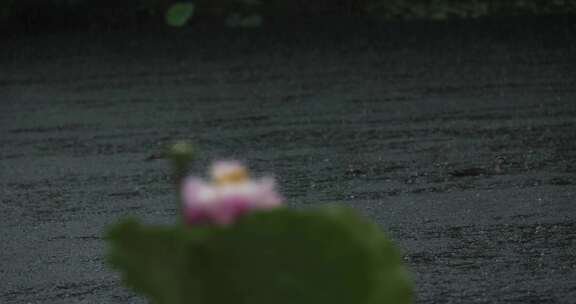 杭州西湖雨中荷花视频