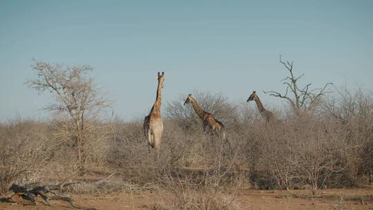 草原上行走的长颈鹿