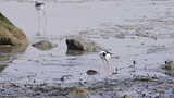 黑翅长脚鹬深圳湾公园自然湿地滩涂3124高清在线视频素材下载