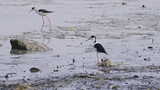 黑翅长脚鹬深圳湾公园自然湿地滩涂3124高清在线视频素材下载